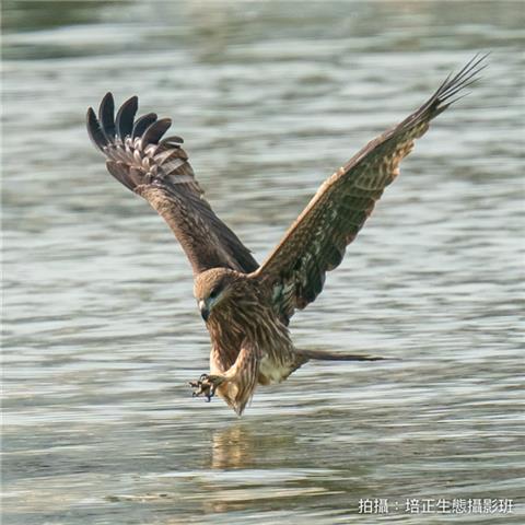 黑鳶